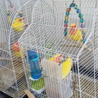 فروش کوتوله برزیلی