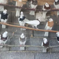 با سلام .۳۵ عدد جوجه کبوتر .واکسن نخورده.