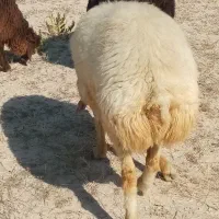 حیوانات مزرعه