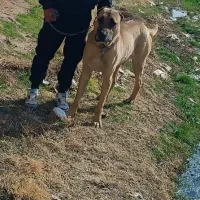 سگ سرابی