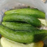 فروش خیار محلی