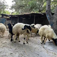 بره‌موردپسند مشتری سرتاسربدون محدودیت