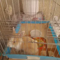 خرگوش با قفس محکم
