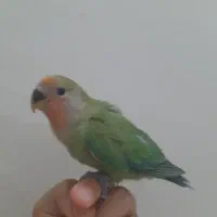جوجه طوطی کوتوله برزیلی کاملا دستی