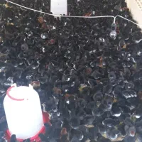 انواع جوجه مرغ