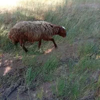 بره نر