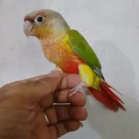 جوجه گرینچیک