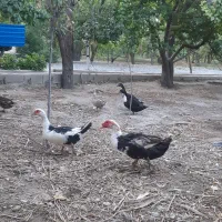 اردک