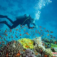 درخواست  غواص ماهر پایه های نفتی اسکراپر