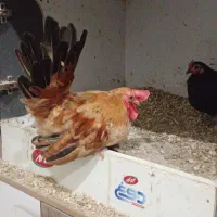 جاپنیز وارداتی ۸ماه بسیار کف خواب و خوش رنگ