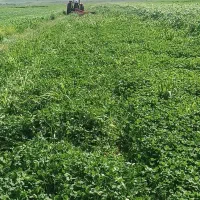 شبدر|خدمات باغبانی و درختکاری|شیروان (لرستان), |دیوار