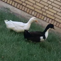 دوعدد اردک تخم گذار نر و ماده سالم