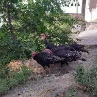 بوقلمون