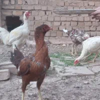 تخم مرغ لاری نطفه دار