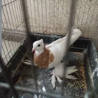 کبوتر پاپر طوقی کاکلی
