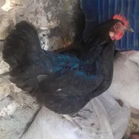 مرغ