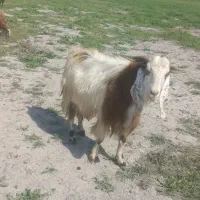 بز نر پاکستانی