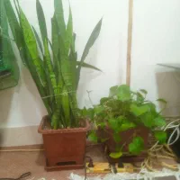 گل های زیبا