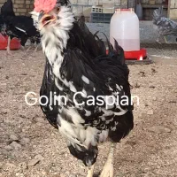 تخم مرغ گلین فول اصلی