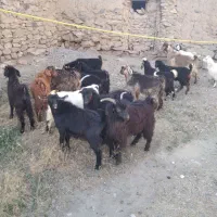بز با زغاله