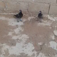 جوجه پلاکی