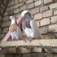 طوقی