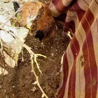 فروش دوتا جوجه خروس