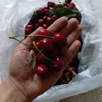 گیلاس تازه