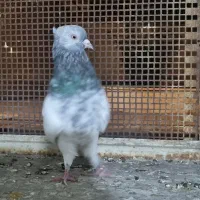 کبوتر رنگی کله سبز