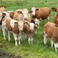 مناسب برای حداکثر وزن گیری