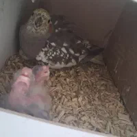 یک جفت نروماده عروس هلندی همراه سه جوجه