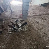 کارون رحمانیه