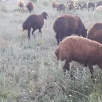 بره شیشک