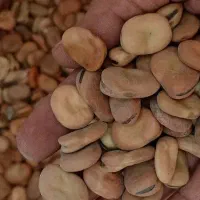 بذرباقله