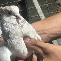 کبوتر کفتر یک جایی