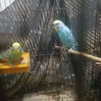 مرغ عشق