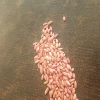 گندم بذری بوجاری شده  داخل کیسه