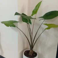 گل باباآدم