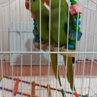 طوطی ملنگو