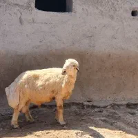 ۵عدد بره نر  امسال ،و یک قوچ
