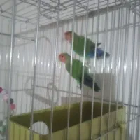 طوطی کوتوله برزیلی رنگ خاص