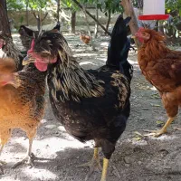 خروس|حیوانات مزرعه|چناران, |دیوار