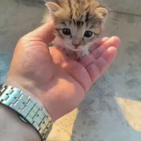 واگذاری رایگان بچه گربه dsh واکسیناسیون شده