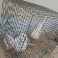 جفت نر و ماده سرورمشهدی کاکلی ومسافتی سفید معاوضه