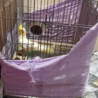عروس هلندی نر