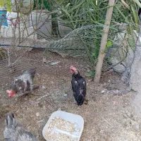 4عدد مرغ تخم گذار محلی