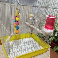عروس هلندی سالم رام