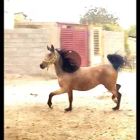 مادیان درشوری