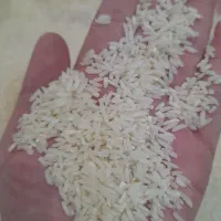 برنج سرلاشه هاشمی