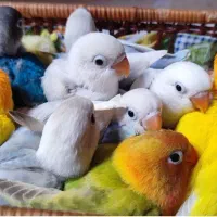 خرید و فروش جوجه طوطی برزیلی سرلاکی و نرم خور
